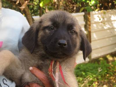 Cachorros Serra da Estrela 