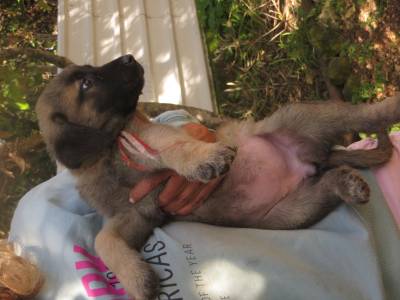 Cachorros Serra da Estrela 