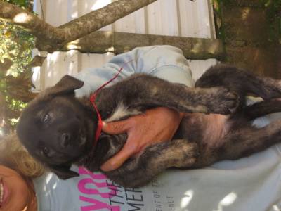 Cachorros Serra da Estrela 