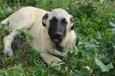 Cachorros Serra da Estrela plo curto garantias