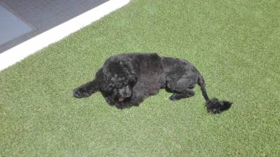 Co d agua Portugus  Portuguese water dog  Chien d eau portugais