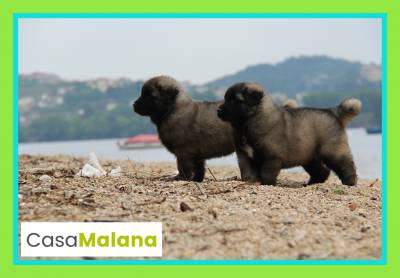 Cachorro Serra da Estrela