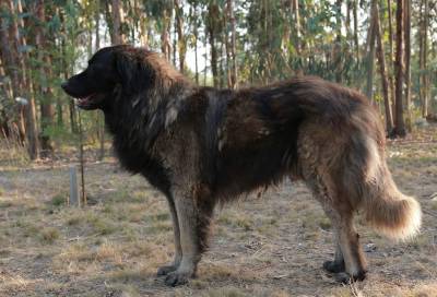 Cachorro Serra da Estrela