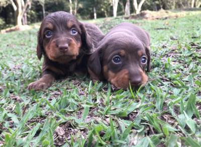 Dachshund pelo curto e longo anes e miniaturas  filhotes disponveis