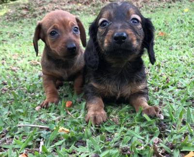 Dachshund pelo curto e longo anes e miniaturas  filhotes disponveis