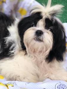 LINDOS MACHOS DE SHIH TZU CASTRADOS COM TODAS AS VACINAS