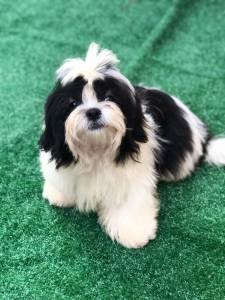 LINDOS MACHOS DE SHIH TZU CASTRADOS COM TODAS AS VACINAS