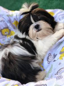 LINDOS MACHOS DE SHIH TZU CASTRADOS COM TODAS AS VACINAS