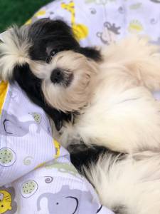 LINDOS MACHOS DE SHIH TZU CASTRADOS COM TODAS AS VACINAS