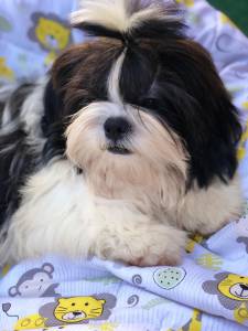 LINDOS MACHOS DE SHIH TZU CASTRADOS COM TODAS AS VACINAS