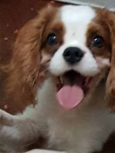 CAVALIER KING CHARLES SPANIEL FILHOTES