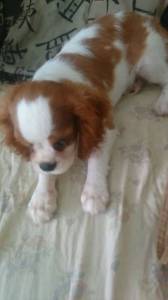 CAVALIER KING CHARLES SPANIEL FILHOTES