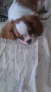 CAVALIER KING CHARLES SPANIEL FILHOTES