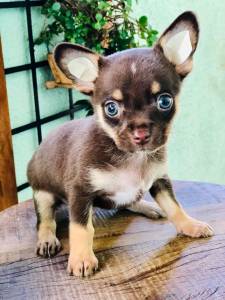 Chihuahua micro