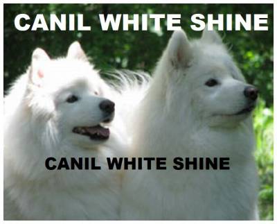 Samoieda Filhotes White Shine Samoieda Filhotes White Shine