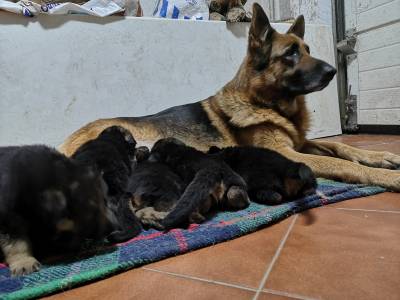 Lindo Cachorro Pastor Alemo-Grande Porto