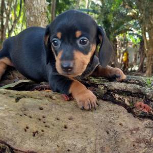 Dachshund  ano e miniatura lindos filhotes em vrias cores