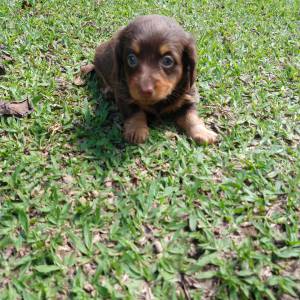 Dachshund  ano e miniatura lindos filhotes em vrias cores