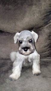 Schnauzer Miniatura