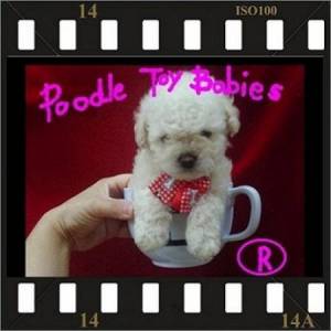  LOVPUPPIES KENNEL TODO BRASIL E EXTERIOR POODLES