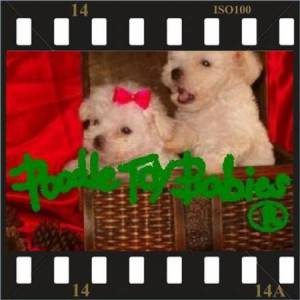  LOVPUPPIES KENNEL TODO BRASIL E EXTERIOR POODLES