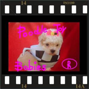  LOVPUPPIES KENNEL TODO BRASIL E EXTERIOR POODLES