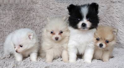 Spitz Anao com LOP e Afixo