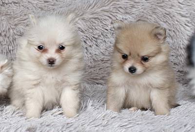 Spitz Anao com LOP e Afixo