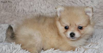 Spitz Anao com LOP e Afixo