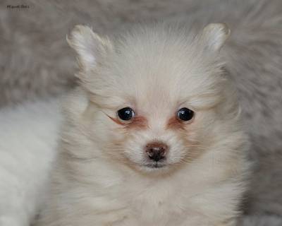 Spitz Anao com LOP e Afixo
