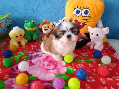 Lindos filhotinhos de Shih TZu