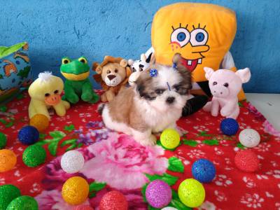 Lindos filhotinhos de Shih TZu