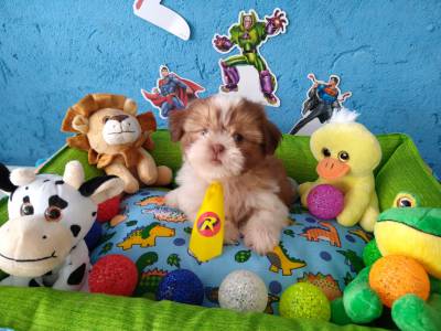 Lindos filhotinhos de Shih TZu