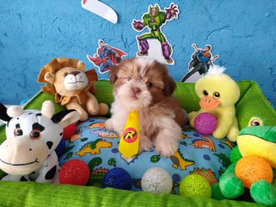 Lindos filhotinhos de Shih TZu