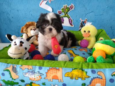 Lindos filhotinhos de Shih TZu