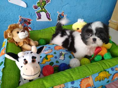 Lindos filhotinhos de Shih TZu