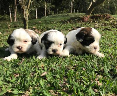 Lhasa-Apso lindos filhotes fmeas e machos disponveis