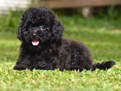 Poodle toy preto filhotes disponveis com porte pequeno