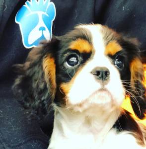 Cavalier King Charles Spaniel