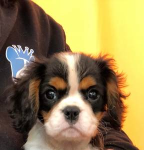 Cavalier King Charles Spaniel