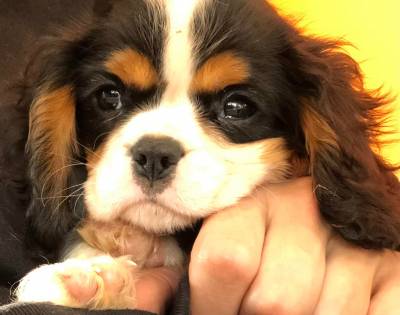 Cavalier King Charles Spaniel