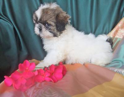 shih-tzu