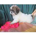 Shih-tzu shih-tzu Santarm Cartaxo