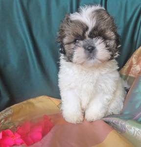 shih-tzu