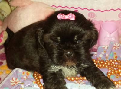 Linda demea de Shih Tzu Chocolate