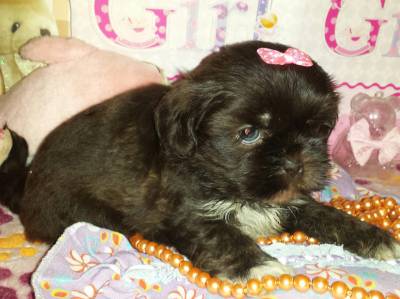 Linda demea de Shih Tzu Chocolate