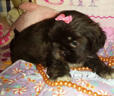 Linda demea de Shih Tzu Chocolate