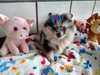 Spitz Alemao lulu da Pomerania