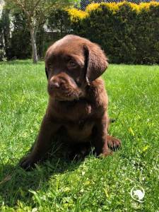 Ninhada Labrador Retriever