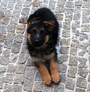 Lindo Cachorrinho Pastor Alemo-Grande Porto